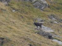 Cliquer pour voir la photo en grand ( octets)