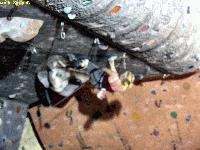 Cliquer pour voir la photo en grand ( octets)